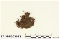 藏品(毛氏苔屬)的圖片